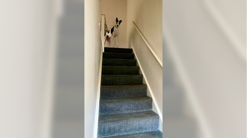 collar and lead